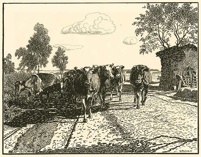 Kuhherde auf dem Weg zum Stall